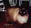 Chris the cat
