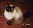 Chris the cat